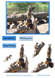 Meerkat Decoupage