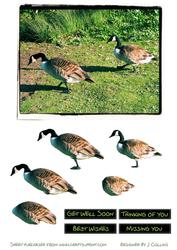 Canada Geese Decoupage