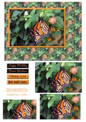 Monarch Butterfly Card Front
