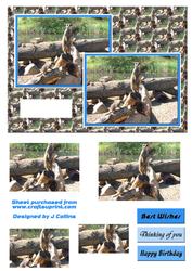 Meerkat Card Front