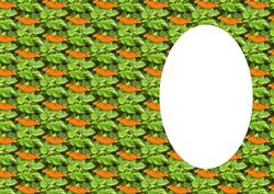 Orange Butterfly Insert