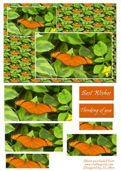 Orange Butterfly Card Front