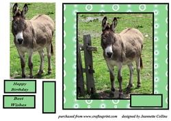 Little Donkey