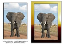 Wild Africa
