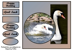 Swan