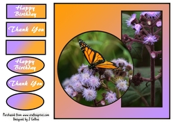 Monarch Butterfly