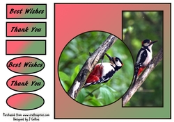Woodpecker
