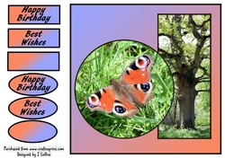 Peacock Butterfly
