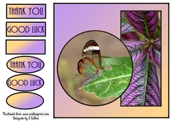 Transparent Butterfly