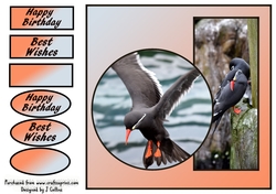 Inca Tern Birthday