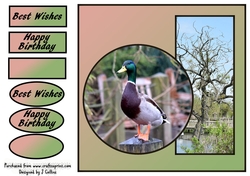 Mallard Birthday