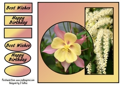 Aquilegia Birthday