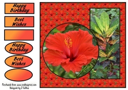 Hibiscus Birthday v2