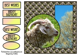 Sheep v2