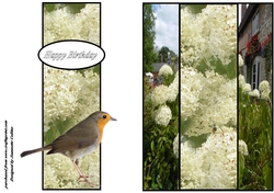 Robin redbreast