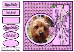 We love Yorkies