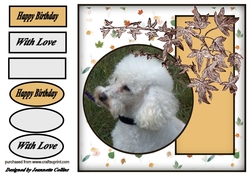 poodle pampering