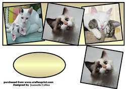 i love cats