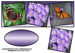 butterflies and flowers