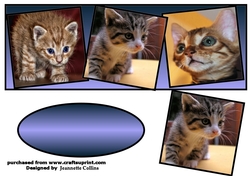 kittens