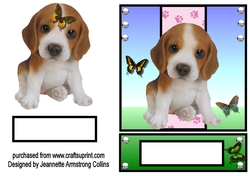 Beagle Puppy