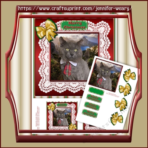Christmas in lace handsome boy