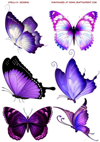HUGE PURPLE BUTTERFLIES