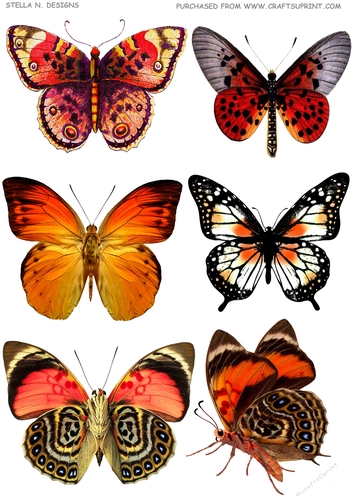 HUGE VINTAGE BUTTERFLIES