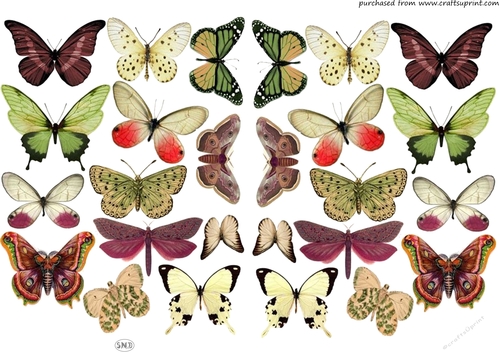 MOTHS AND BUTTERFLIES A4 CRAFT SHEET