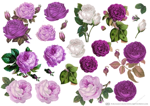 VINTAGE CABBAGE ROSES PURPLE
