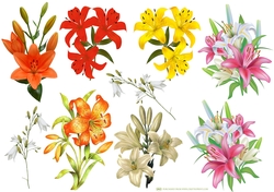LILIES DECOUPAGE