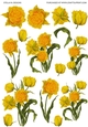 DUTCH GOLD CABBAGE TULIPS DECOUPAGE