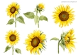 SUNFLOWER DECOUPAGE 2