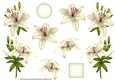 ROYAL LILIES DECOUPAGE WHITE