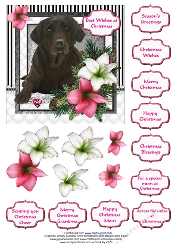 Chocolate Labrador in the Amaryllis Bloom at Christmas