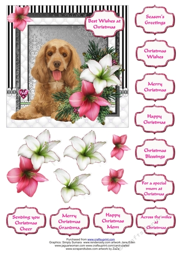 Cocker Spaniel in the Amaryllis Bloom at Christmas