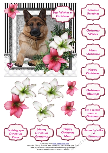 German Shepherd in the Amaryllis Bloom at Christmas