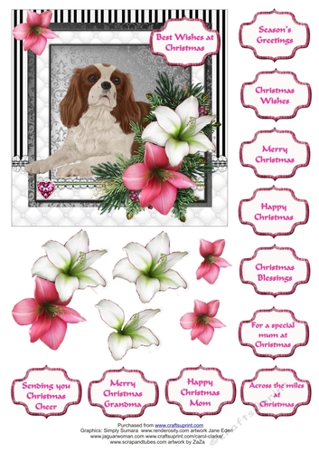 King Charles Spaniel in the Amaryllis Bloom at Christmas