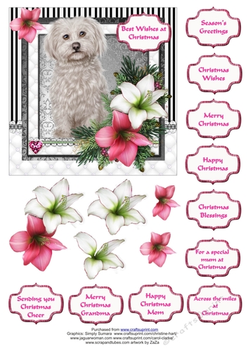 Maltese in the Amaryllis Bloom at Christmas