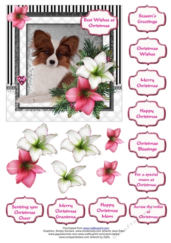 Papillon in the Amaryllis Bloom at Christmas