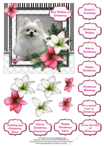 Pomeranian in the Amaryllis Bloom at Christmas