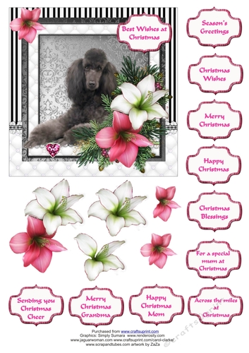Poodle in the Amaryllis Bloom at Christmas
