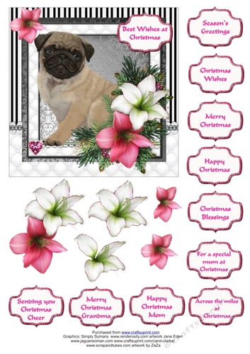 Pug in the Amaryllis Bloom at Christmas