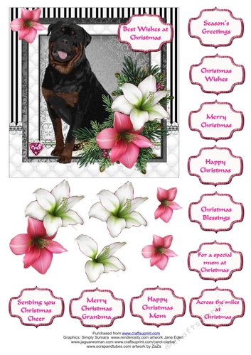 Rottweiller in the Amaryllis Bloom at Christmas