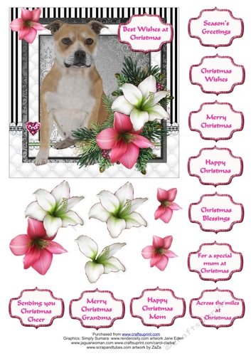Staffordshire Terrier in the Amaryllis Bloom at Christmas