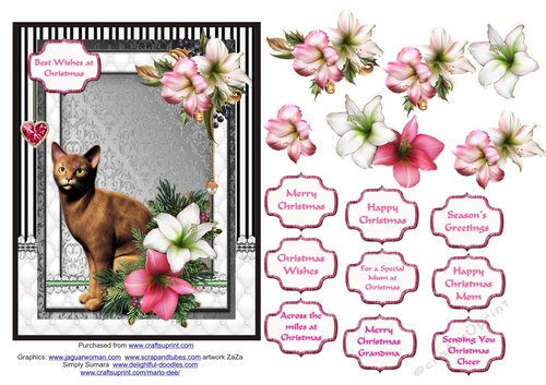 Abyssinian cat in the Christmas flowers