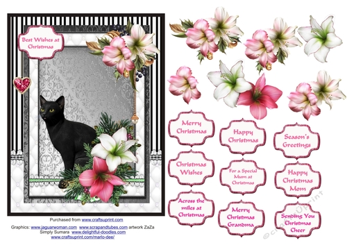 Black cat in the Christmas flowers