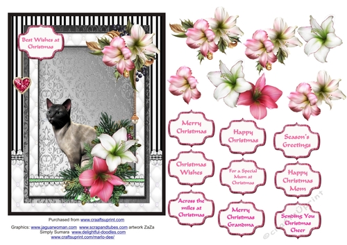 Blue Siamese cat in the Christmas flowers