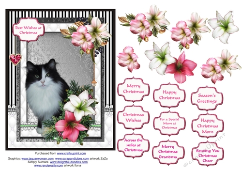 Black & white Fluffy cat in the Christmas flowers