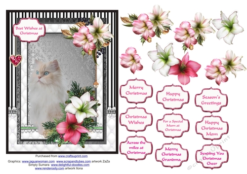 White Fluffy cat in the Christmas flowers